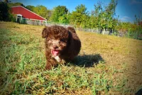 Lil Lady, a female Havapoo for sale in Marshfield, MO – 4 of 10