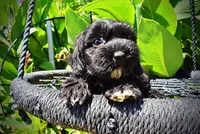 Harmony, a female Havanese and Poodle - Toy  for sale in Marshfield, MO – 5 of 10