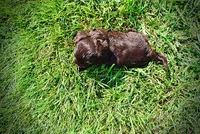 Hershey, a male Havanese and Poodle - Toy  for sale in Marshfield, MO – 7 of 10