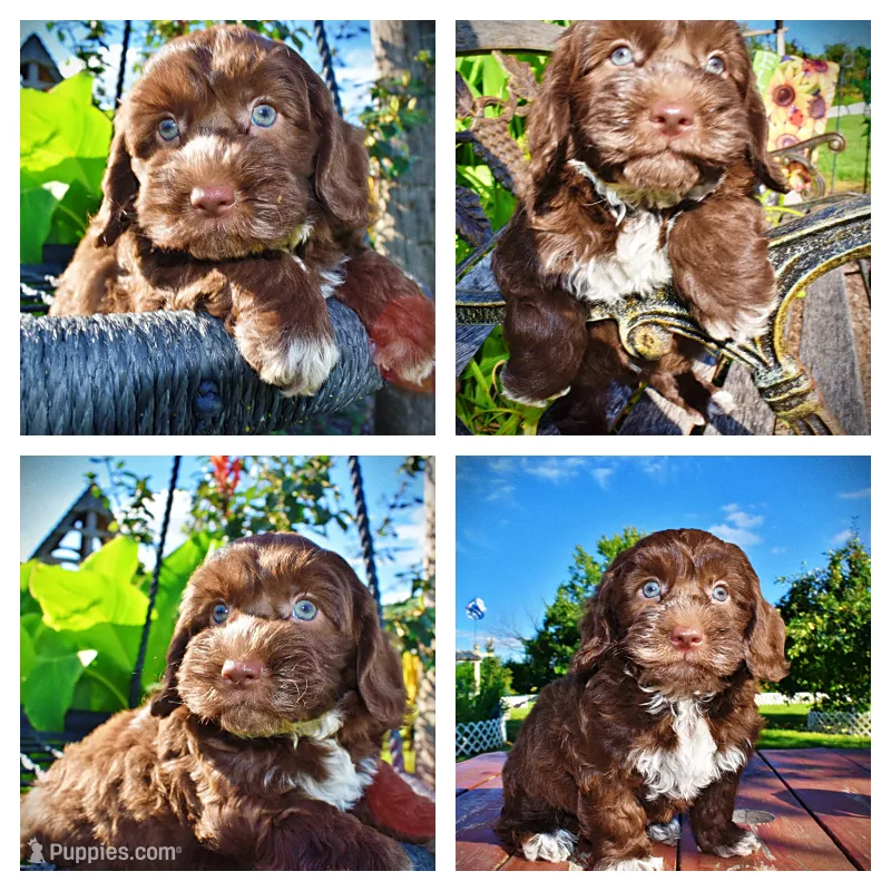 Coco – Havanese, Poodle - Toy  puppy for sale in Marshfield, MO