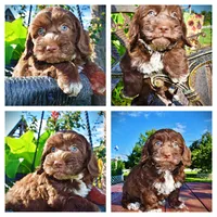 Coco, a male Havanese and Poodle - Toy  for sale in Marshfield, MO – 1 of 9