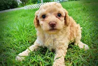 Ajax, a male Havanese and Poodle - Toy  for sale in Marshfield, MO – 3 of 8