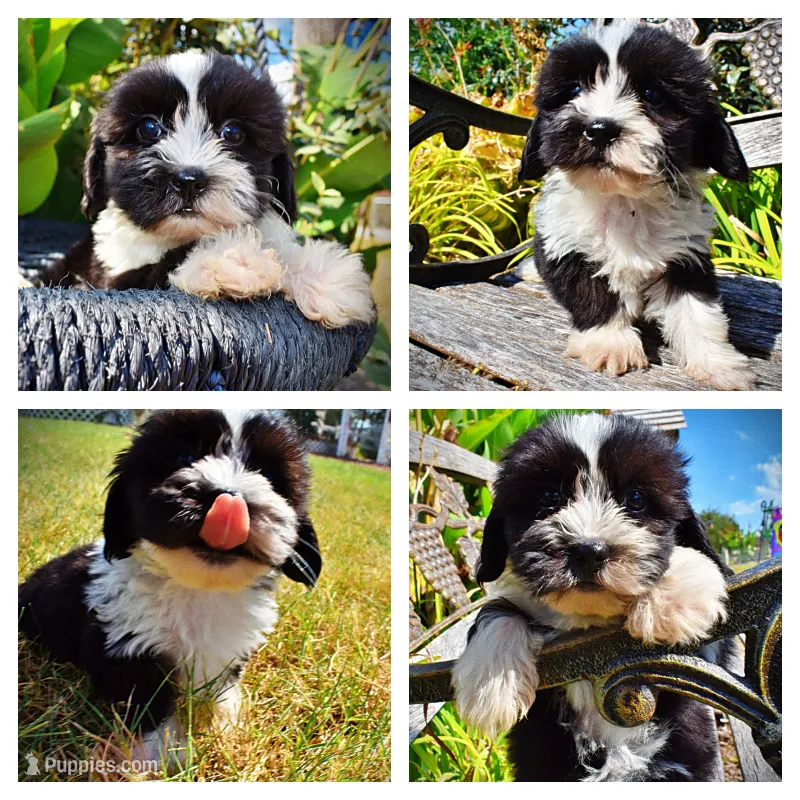 Kibbles – Havanese, Havapoo puppy for sale in Marshfield, MO
