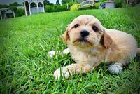 Abbie, a female Havanese and Poodle - Toy  for sale in Marshfield, MO – 8 of 10