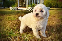 Melody, a female Havapoo for sale in Marshfield, MO – 6 of 10