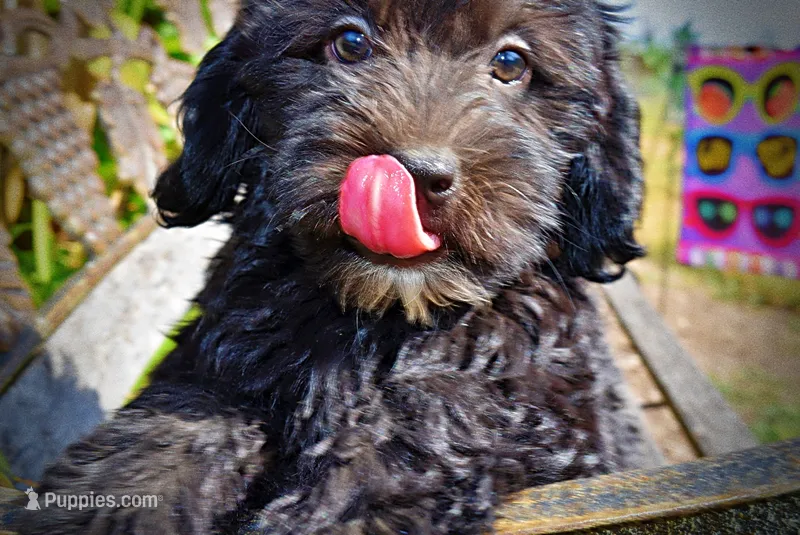 Isabella – Havanese, Havapoo puppy for sale in Marshfield, MO