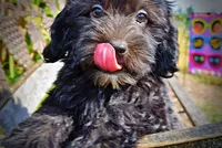 Isabella-PENDING SALE!!!, a female Havanese and Havapoo for sale in Marshfield, MO – 1 of 9
