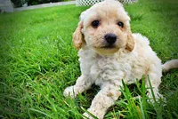 Avalon, a female Havanese and Poodle - Toy  for sale in Marshfield, MO – 9 of 10