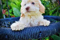 Daisy, a female Havanese and Poodle - Toy  for sale in Marshfield, MO – 3 of 10