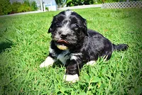Taz, a male Havanese and Poodle - Toy  for sale in Marshfield, MO – 5 of 10