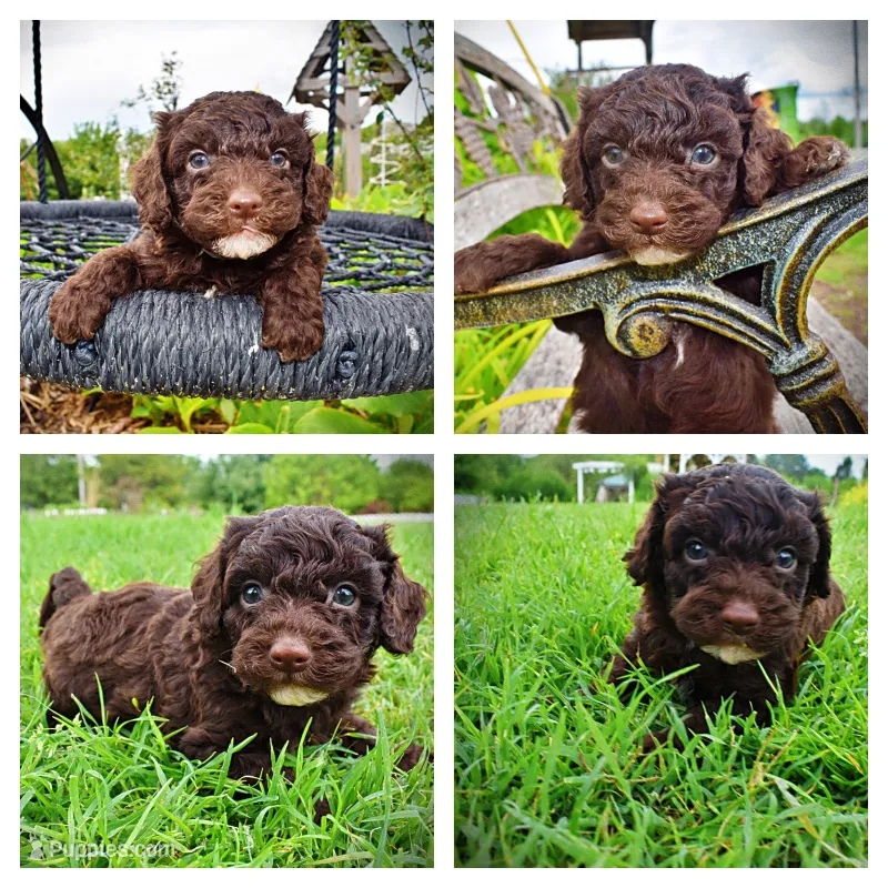 Vader – Havanese, Poodle - Toy  puppy for sale in Marshfield, MO