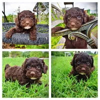 Vader, a male Havanese and Poodle - Toy  for sale in Marshfield, MO – 1 of 9