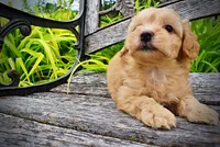 Acorn, a male Havanese and Poodle - Toy  for sale in Marshfield, MO – 3 of 10