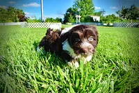 Bandit, a male Havanese and Poodle - Toy  for sale in Marshfield, MO – 9 of 10