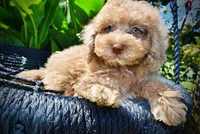 Gorgeous, a male Havanese and Poodle - Toy  for sale in Marshfield, MO – 4 of 10