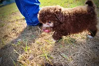 Lil Lady, a female Havapoo for sale in Marshfield, MO – 6 of 10