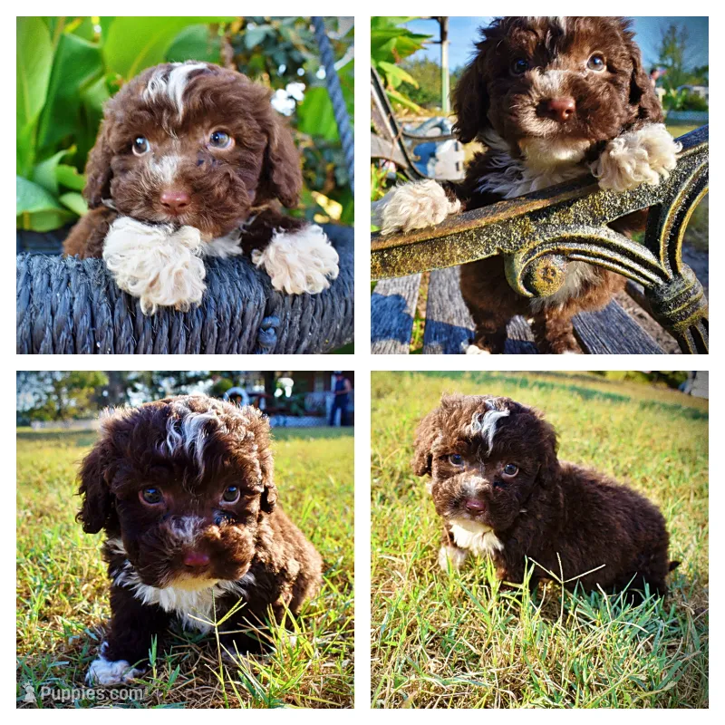 Levi – Havapoo puppy for sale in Marshfield, MO