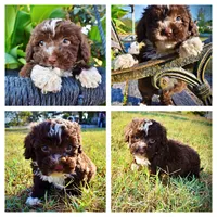Levi, a male Havapoo for sale in Marshfield, MO – 1 of 10