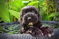Harmony-LABOR DAY SALE-TAKE $100 OFF!!!, a female Havanese and Poodle - Toy  for sale in Marshfield, MO – 2 of 10