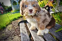 Elektra, a female Havanese and Poodle - Toy  for sale in Marshfield, MO – 2 of 10