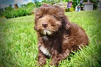 Ewok, a male Havanese and Poodle - Toy  for sale in Marshfield, MO – 9 of 10