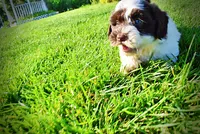 Teddy-SUMMER SALE!!  $100 off listed price!!, a male Havanese and Poodle - Toy  for sale in Marshfield, MO – 5 of 9