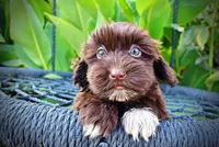 Kricket, a female Havanese and Havapoo for sale in Marshfield, MO – 5 of 9