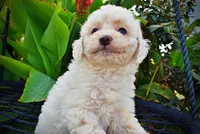 Melody, a female Havapoo for sale in Marshfield, MO – 2 of 10