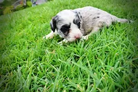Skye, a female Havanese and Poodle - Toy  for sale in Marshfield, MO – 6 of 9