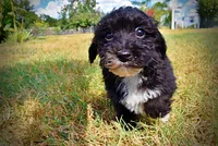 Kudos, a male Havanese and Havapoo for sale in Marshfield, MO – 6 of 10