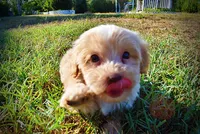 Loki, a male Havapoo for sale in Marshfield, MO – 6 of 10