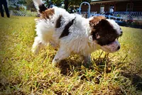 Noella, a female Havapoo for sale in Marshfield, MO – 7 of 10