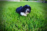 Trixie-SUMMER SALE!!  $100 off listed price!!, a female Havanese and Poodle - Toy  for sale in Marshfield, MO – 6 of 9