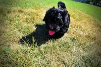 Isabella-LABOR DAY SALE-TAKE $100 OFF!!!, a female Havanese and Poodle - Toy  for sale in Marshfield, MO – 5 of 10