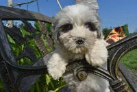 Sugar-SUMMER SALE!!  $100 off listed price!, a female Havanese and Poodle - Toy  for sale in Marshfield, MO – 6 of 8