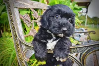 Harmony-LABOR DAY SALE-TAKE $100 OFF!!!, a female Havanese and Poodle - Toy  for sale in Marshfield, MO – 3 of 10