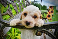 Ashley, a female Havanese and Poodle - Toy  for sale in Marshfield, MO – 2 of 10