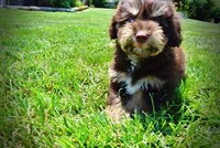 Epic, a male Havanese and Poodle - Toy  for sale in Marshfield, MO – 8 of 10