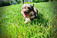 Heavenly, a female Havanese and Poodle - Toy  for sale in Marshfield, MO – 7 of 10
