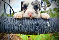 Skye, a female Havanese and Poodle - Toy  for sale in Marshfield, MO – 4 of 9