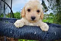 Avalon, a female Havanese and Poodle - Toy  for sale in Marshfield, MO – 8 of 10