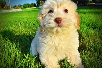 Daisy, a female Havanese and Poodle - Toy  for sale in Marshfield, MO – 6 of 10