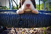 Pepper, a male Havanese and Poodle - Toy  for sale in Marshfield, MO – Photo 2 of 6