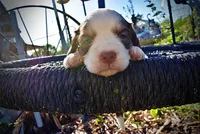 Pepper, a male Havanese and Poodle - Toy  for sale in Marshfield, MO – Photo 3 of 6