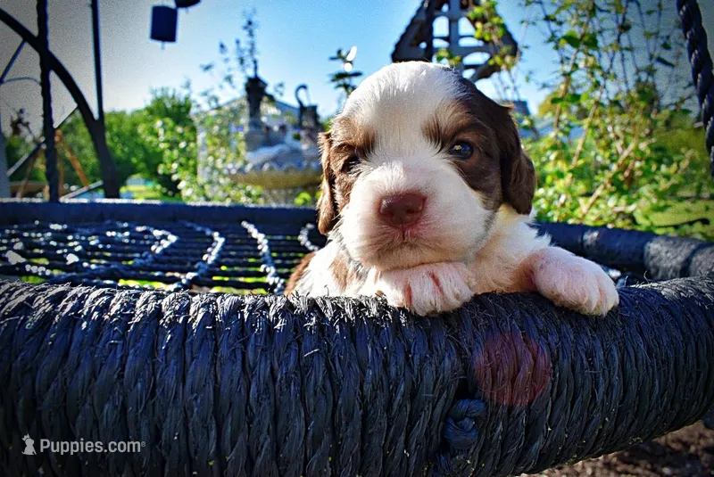 Pepper – Havanese, Poodle - Toy  puppy for sale in Marshfield, MO