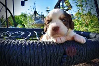 Pepper, a male Havanese and Poodle - Toy  for sale in Marshfield, MO – Photo 1 of 6