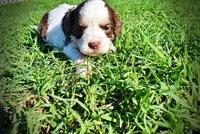 Pepper, a male Havanese and Poodle - Toy  for sale in Marshfield, MO – Photo 4 of 6