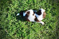 Pepper, a male Havanese and Poodle - Toy  for sale in Marshfield, MO – Photo 5 of 6