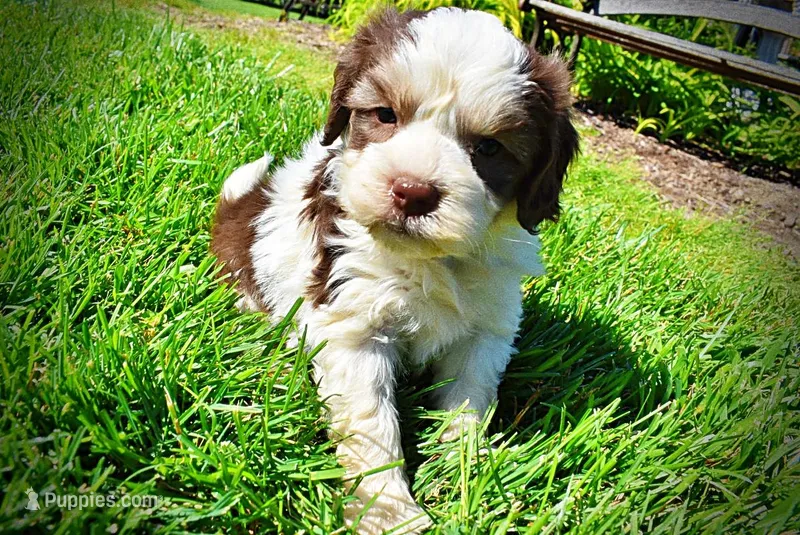 Pepper – Havanese, Poodle - Toy  puppy for sale in Marshfield, MO