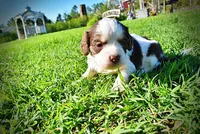 Pepper, a male Havanese and Poodle - Toy  for sale in Marshfield, MO – Photo 6 of 6